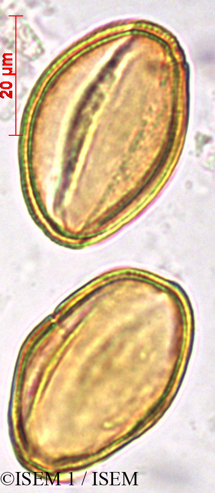 ISEM 1/Acer_mono_27853/Acer_mono_27853_0004(copy).jpg